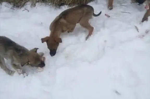 Собаки-щенки ищут добрые руки в Новосибирске