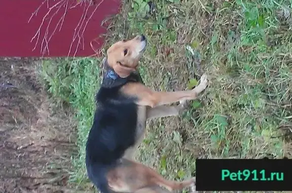Пропала ласковая собака в Барыбино, Домодедово
