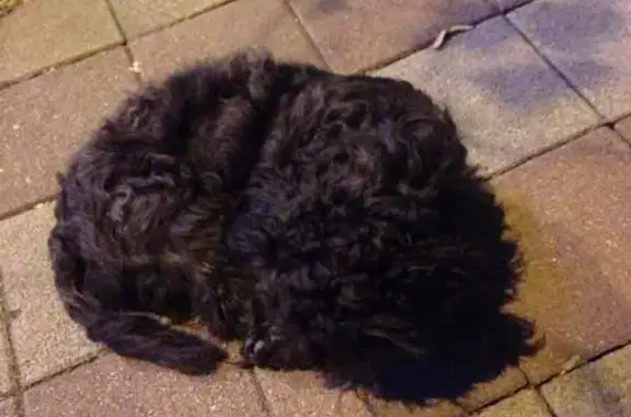 Найдена собака в пос. Краснодарский, черного окраса, 5,6 кг, здорова.