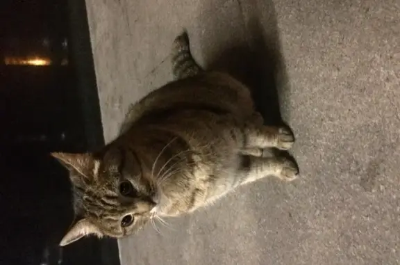 Найдена кошка возле метро Новоясеневская