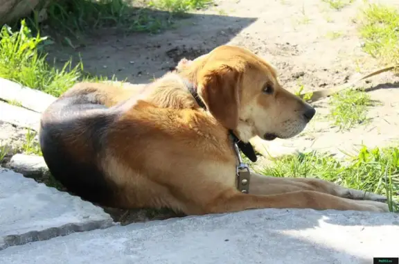 Собаки потеряшки, Сорочкино, фото: Потеряшка собака в деревне Сорочкино, Ленинградская область.