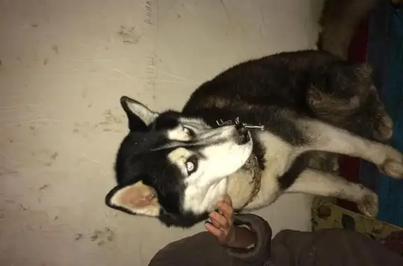 Найдена собака в Пролетарском районе Ростова-на-Дону