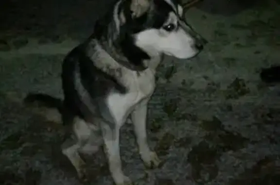 Собака найдена на Зорге 105-107 в Казани