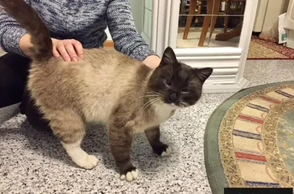 Найден сиамский кот с раной лапкой в Митино
