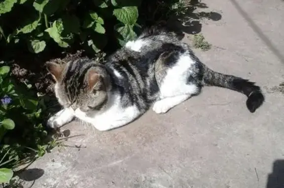 Пропала кошка в Муроме, на ул. Первомайской