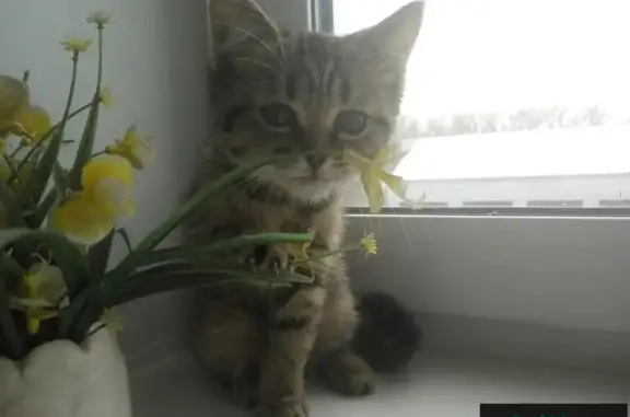 Найден котенок в Новокузнецке, ищет новый дом.
