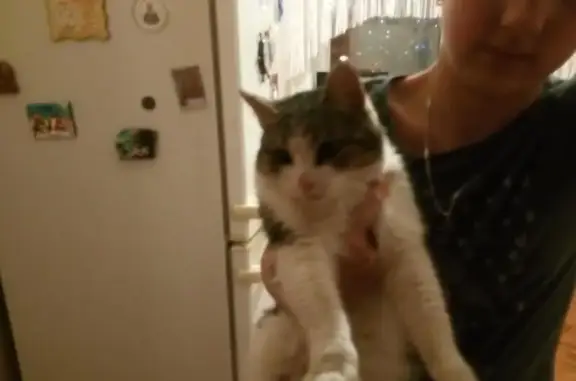 Найден котик возле магнита в Нижневартовске