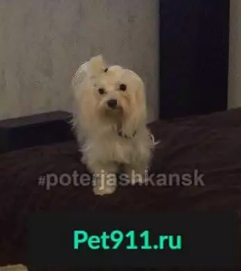Найдена собака, адрес: ул.Танковая 6, Калининский район, Новосибирск.