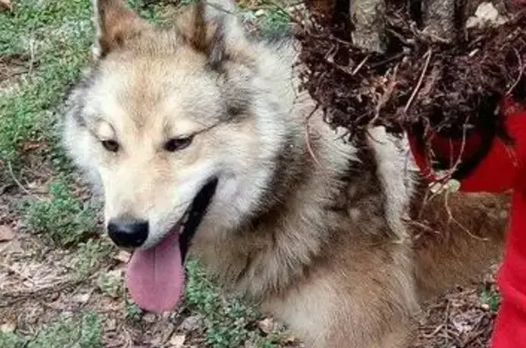 Потерялся пес в лесу Владимирской области