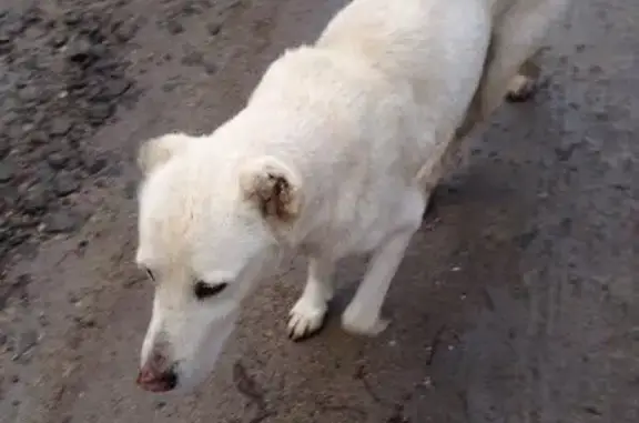 Потерявшаяся собака на ул. Сакской, Симферополь