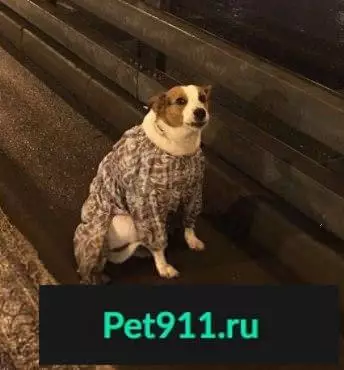 Найдена собака на Проспекте Маршала Жукова, Москва