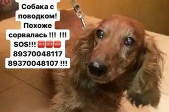 Найдена собака у Пятёрочки, ул. Айвазовского Волкова, Казань