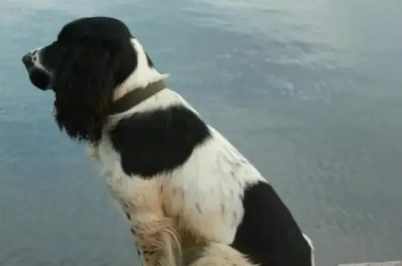 Пропала собака в Пушкине, Санкт-Петербург - белый охотничий спаниель