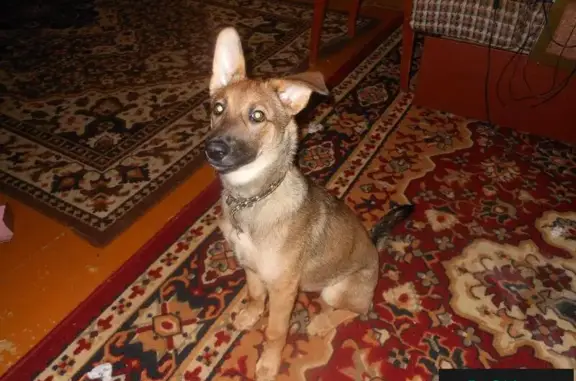 Пропала собака в Наро-Фоминском округе!