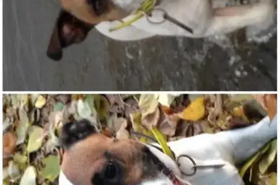 Пропала собака с пупочной грыжей и чипом в Кемеровской области
