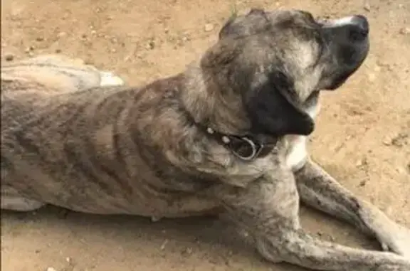 Пропала собака в поселке Спартак, Раменский район, Московская область