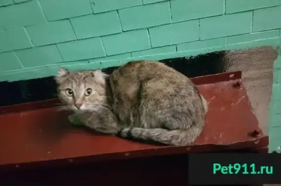 Пропала кошка в Новогиреево, ул. Молостовых, ищем хозяина!