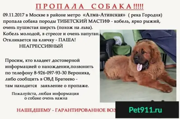 Пропала собака в районе м. Алма-Атинская, Москва