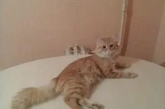 Пропал рыжий кот на ул. Крапоткина в Советском районе, Гомель. - photo