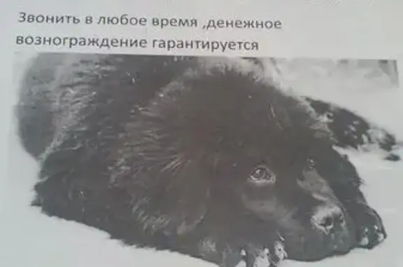Пропала собака на 1-й Проезжей улице, Смоленск