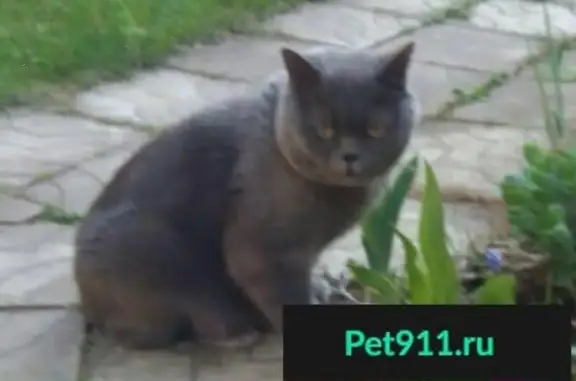 Пропал кот Темка в г. Жуков, возраст 7 лет.