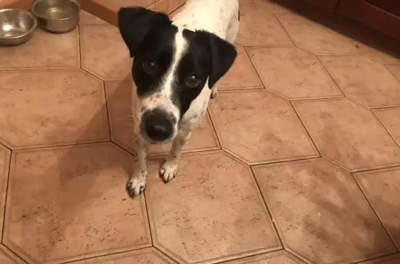Найдена собака в Химках, коричневый ошейник