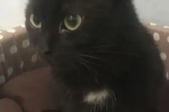 Пропала кошка на Ткацкой, найден чёрный кот с белыми пятнами. Москва.