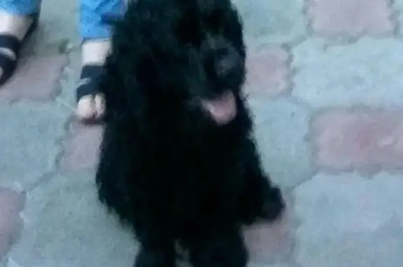 Пропала собака в Омске, Советский округ