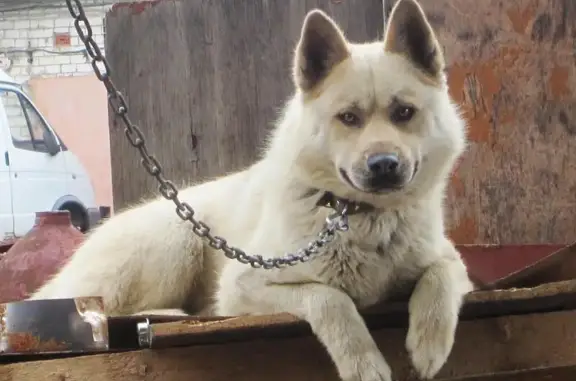 Пропала собака в Сормово, Нижний Новгород