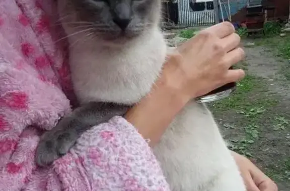 Пропал крупный серый кот на ул. Петровская