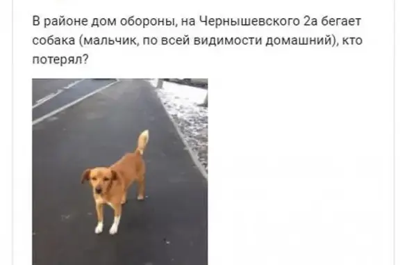 Пропала собака Дружок в г. Тюмень, ул. Чернышевского 2а