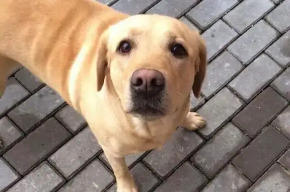 Пропала собака в Выборгском районе СПб
