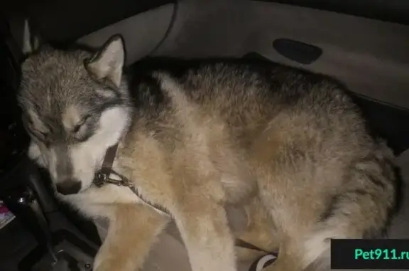 Найдена крупная собака на Минской улице в Казани
