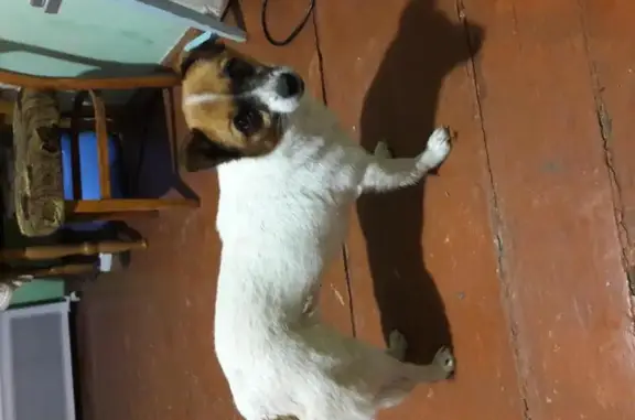 Найдена собака в Белогорске, Крым