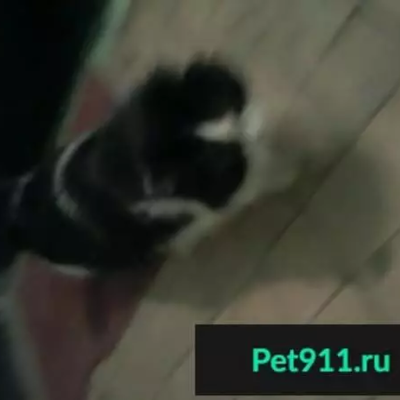 Найдена кошка на ул. Попова в Нижнем Тагиле