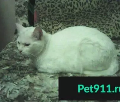 Найдена белая кошка на Симоновском Валу, 16к2