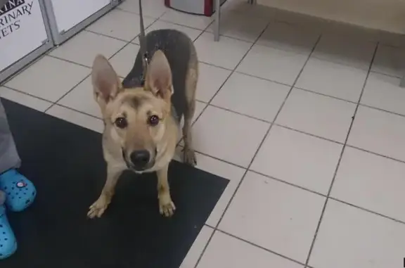 Найдена домашняя собака в Колпино, Санкт-Петербург