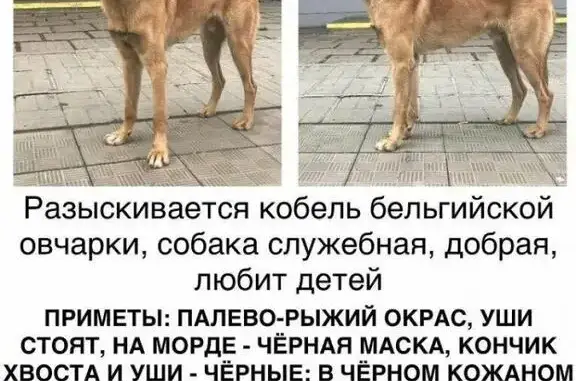 Пропала служебная собака бельгийской овчарки в Москве