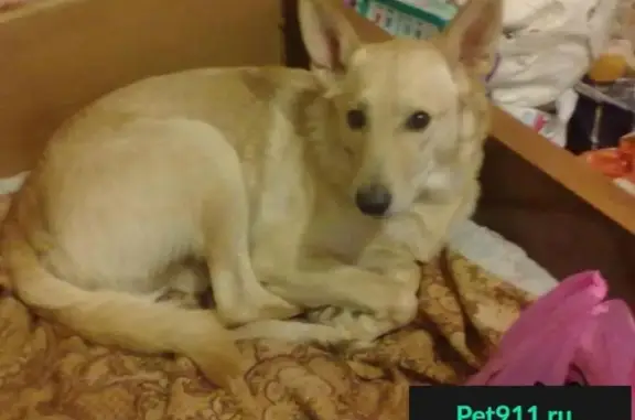 Пропала собака в Икше, ул. Рабочая 11, кличка Грант, поранены уши