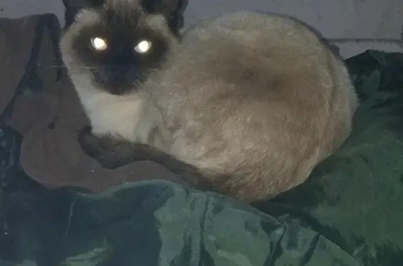 Пропала кошка, найден кот в Белгороде