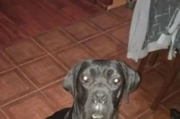 Пропала собака породы Кане Корсо в пос. Жаворонки, Московская область