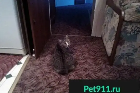 Кошки потеряшки, Зеленоградск, фото: Потеряшка кошка в поселке Сосновка, Зеленоградск.