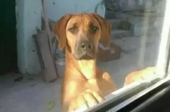 Пропала собака Молли в поселке Буриново, Калужская область
