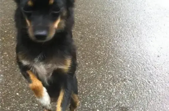 Пропала собака в Новокузнецке, 18 квартал Забсиба