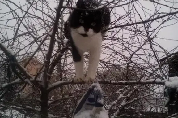 Кошки потеряшки, Киров, фото: Потеряшка кошка в деревне Ганино, ул Лянгасы