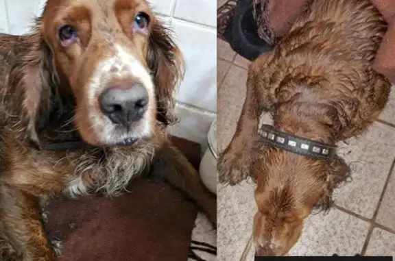 Пропала собака, найдена на ул. Дачная в Красноармейске