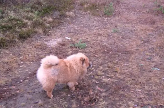 Пропала собака в Рыбинске, Ярославская область