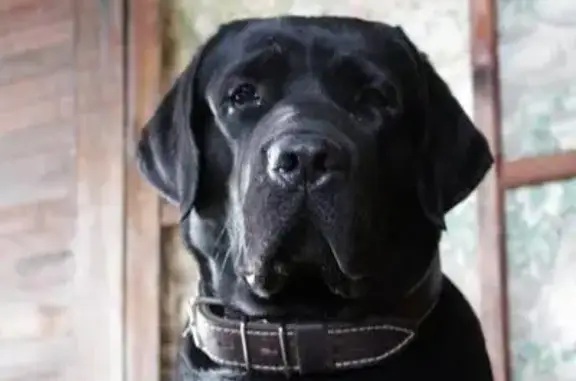 Пропала собака Бонд в д. Путилово, возможно в Красноармейске