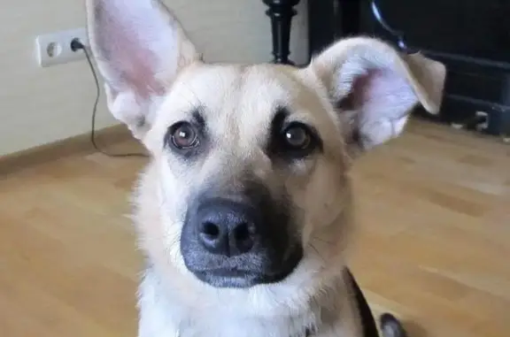 Пропала собака в Красногорске, найдена молодая сука в ошейнике со стразами