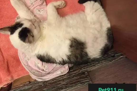 Пропала кошка, найден кот в Заводском районе